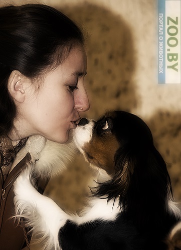 Питомник кавалеров