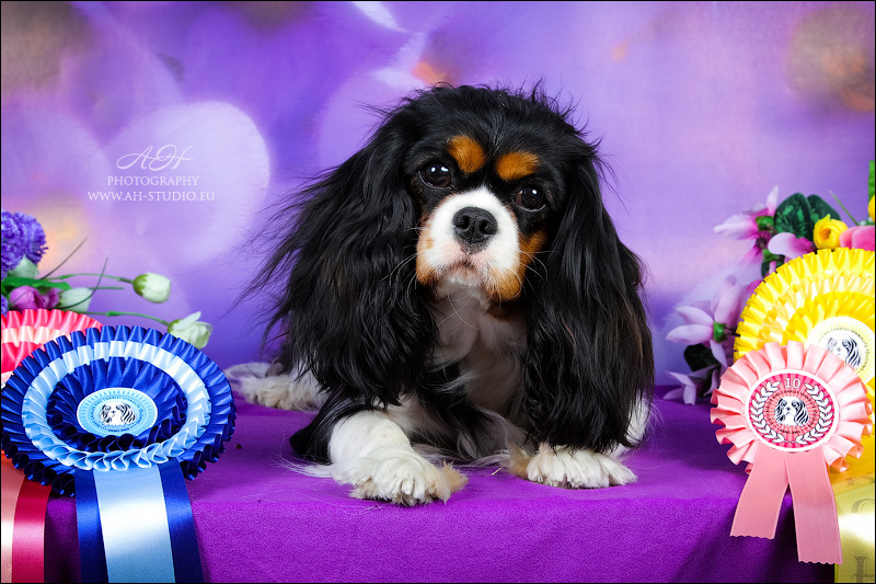 Питомник кавалеров Daily Paradize