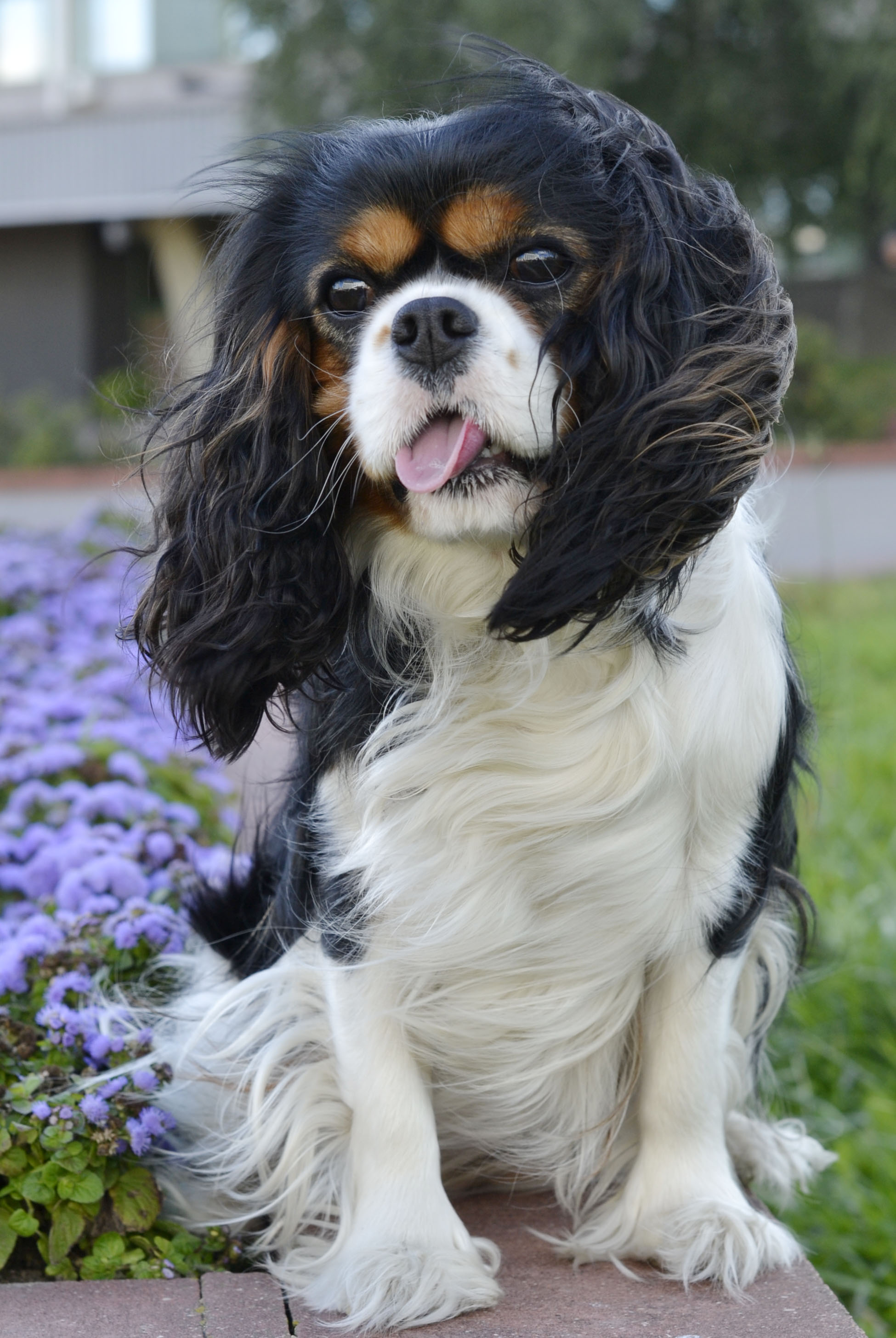 Питомник Daily Paradize