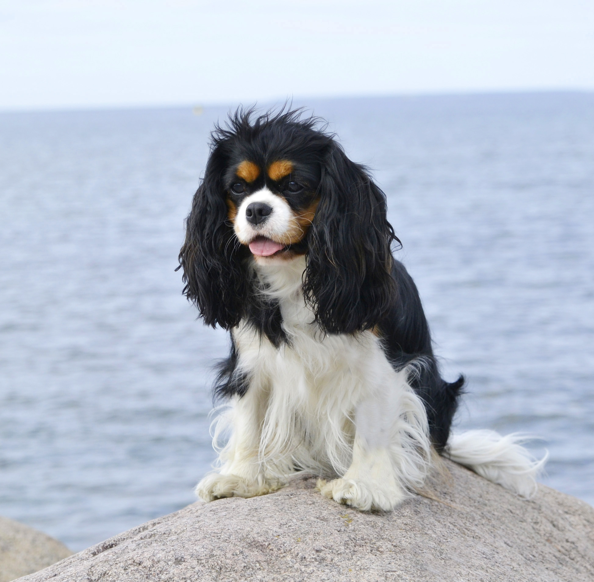 Питомник кавлеров Daily Paradize