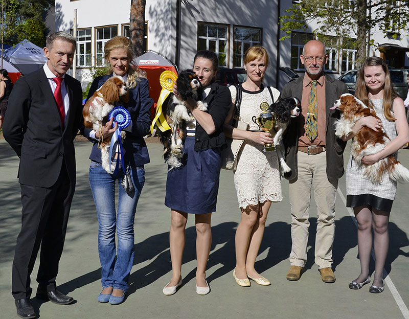 Кавалер кинг чарльз спаниель