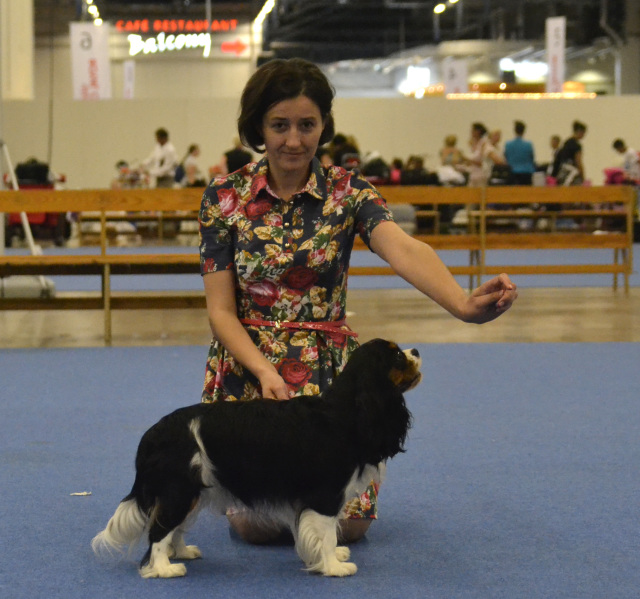 Питомник кавалеров