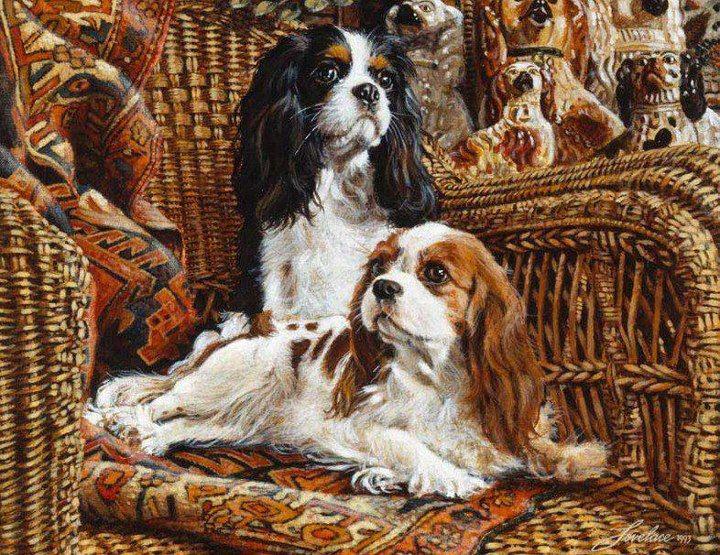 Питомник кавалеров Daily Paradize